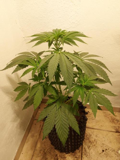 Mixed Hybrids. Week 5 - Shinigami