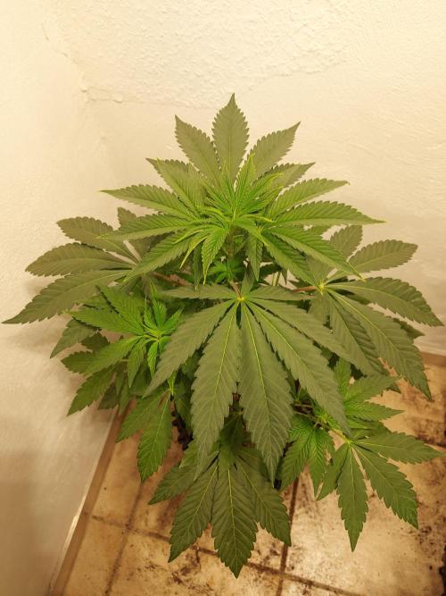 Mixed Hybrids. Week 5 - Shinigami