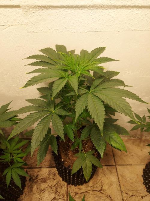 Gas & Funk. Week 5 - Black Belts