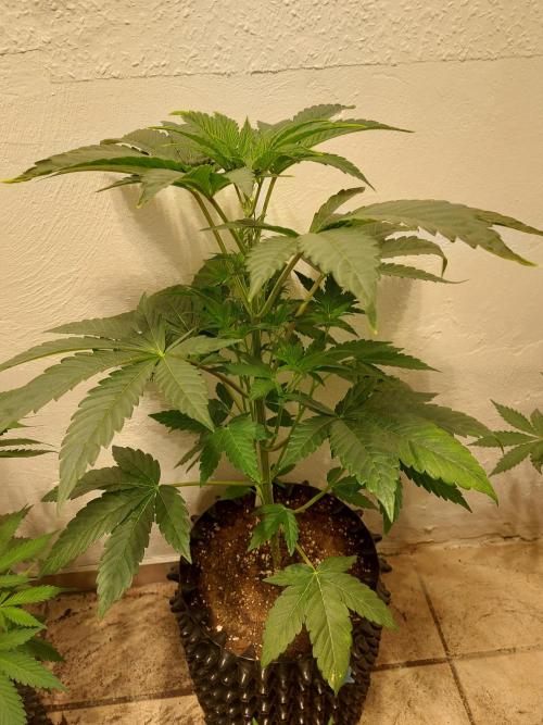 Gas & Funk. Week 5 - Black Belts