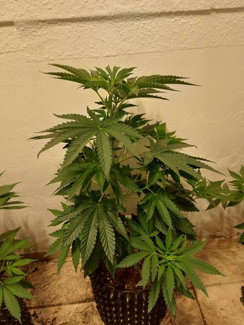 Gas & Funk. Week 5 - Presidential Pardon