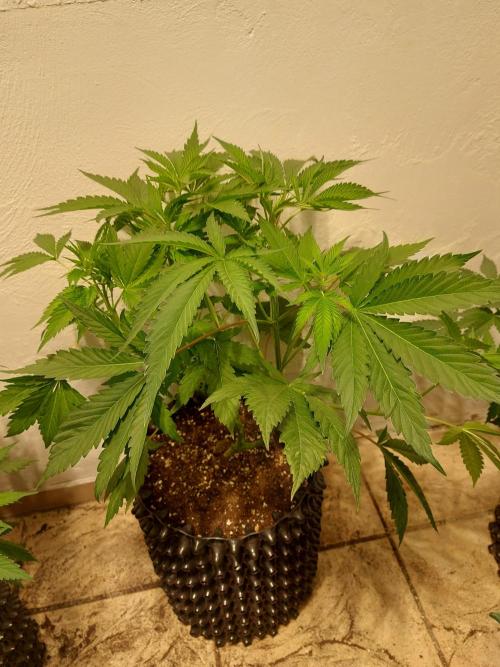 Gas & Funk. Week 5 - Sherbdog