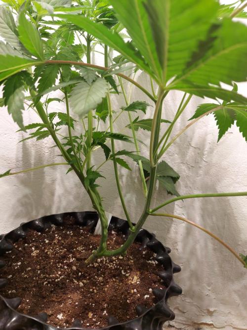 Gas & Funk. Week 5 - Sherbdog