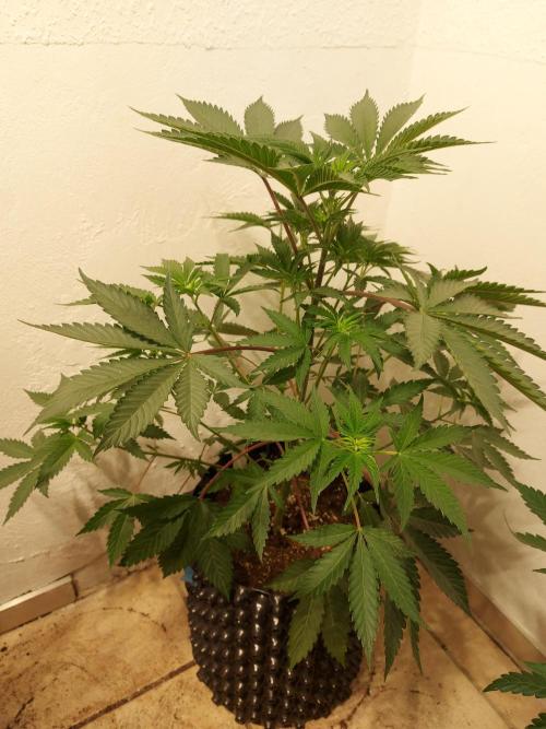 Gas & Funk. Week 5 - Terpgasm