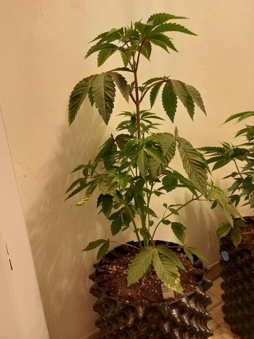 Desert & Candy. Week 4