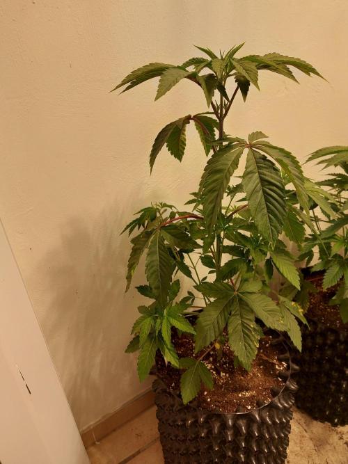 Desert & Candy. Week 4