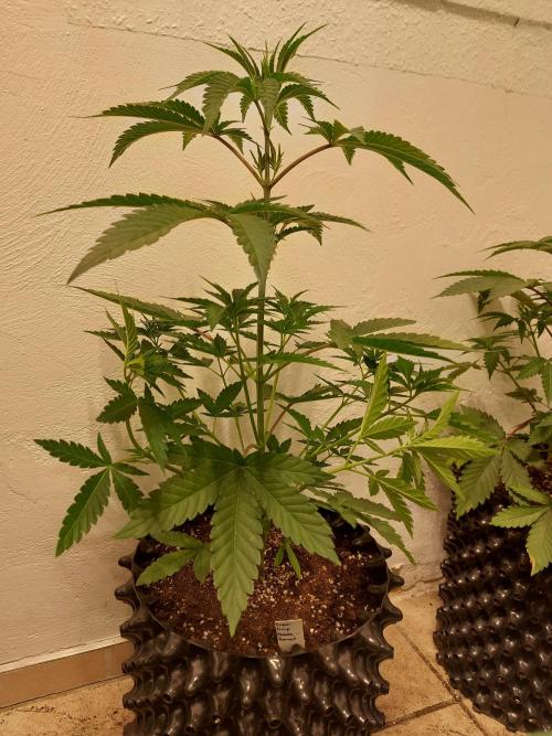 Desert & Candy. Week 4