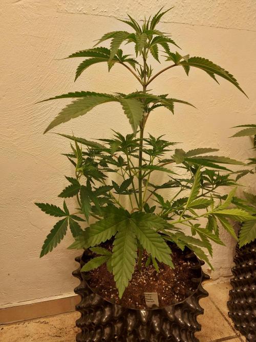 Desert & Candy. Week 4