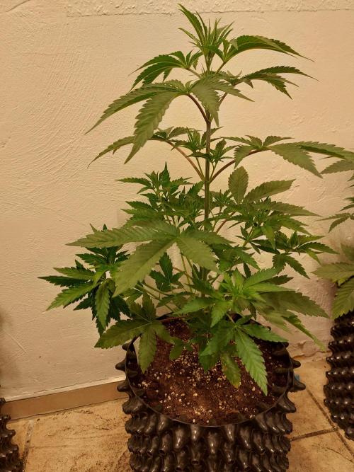 Desert & Candy. Week 4