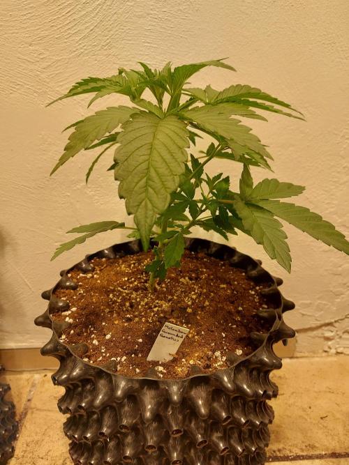 Desert & Candy. Week 4