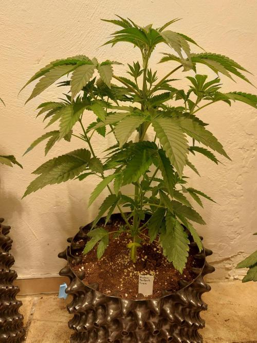 Desert & Candy. Week 4