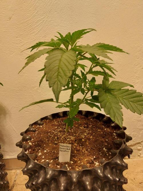 Desert & Candy. Week 4