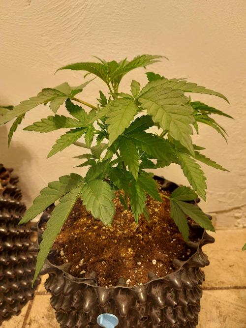 Desert & Candy. Week 4