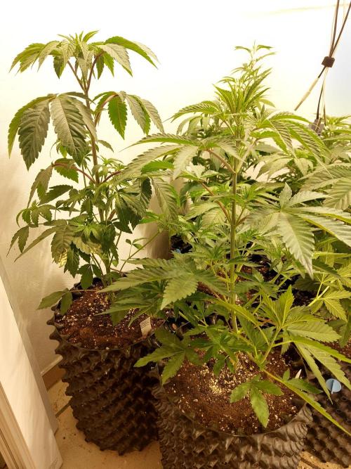 Desert & Candy. Week 4