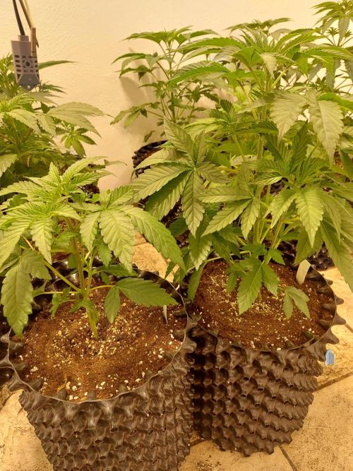 Desert & Candy. Week 4