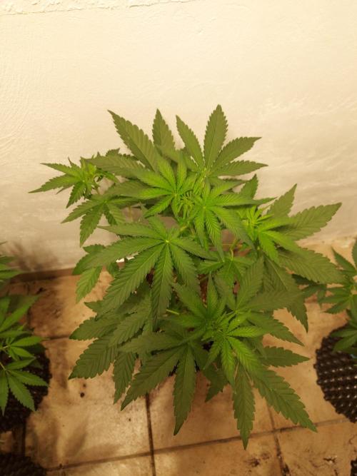 Desert & Candy. Week 5 - Melonbow