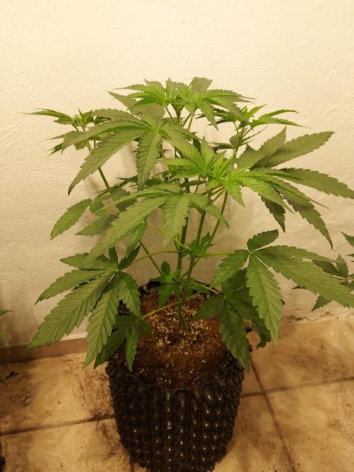 Desert & Candy. Week 5 - Melonbow