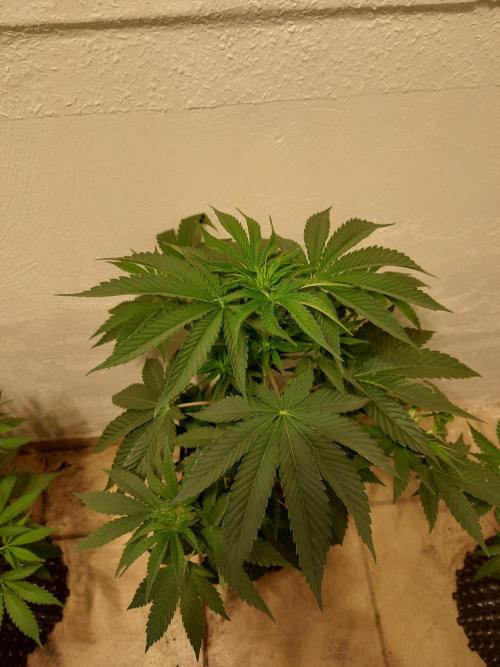 Desert & Candy. Week 5 - Pichu