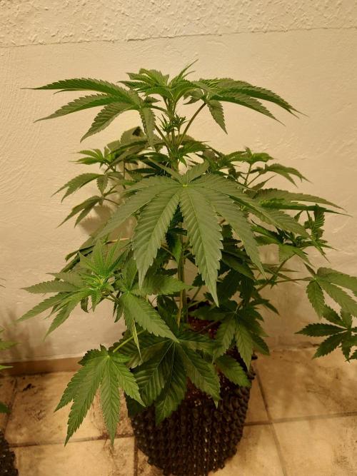 Desert & Candy. Week 5 - Pichu