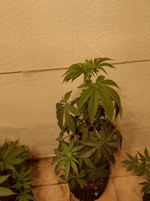 Desert & Candy. Week 5 - Space Station