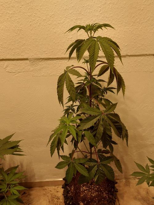 Desert & Candy. Week 5 - Space Station