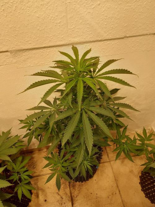 Desert & Candy. Week 5 - Super Drip