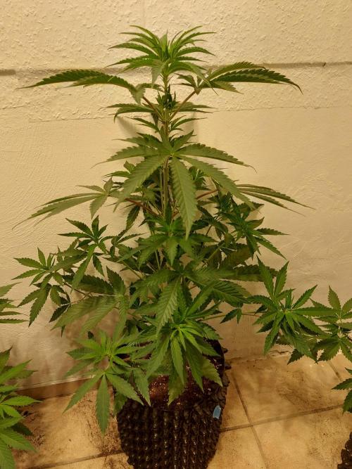 Desert & Candy. Week 5 - Super Drip