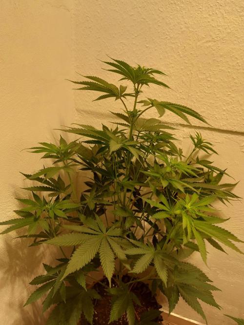 Mixed Hybrids. Week 6 - ForbiddenBoof