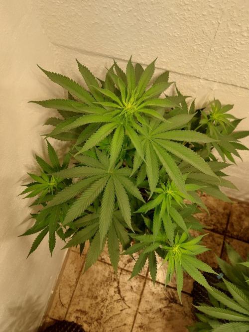 Mixed Hybrids. Week 6 - ForbiddenBoof