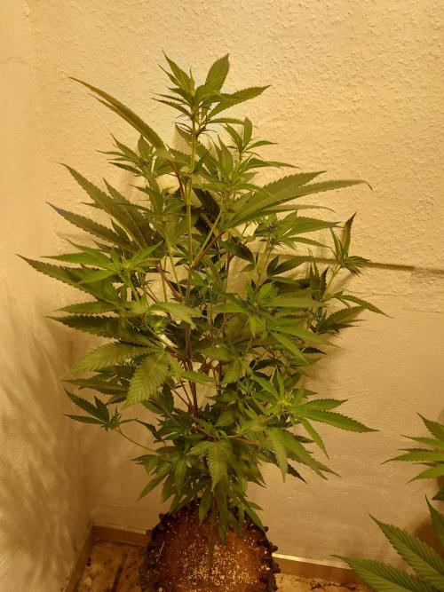 Mixed Hybrids. Week 6 - Gasserole