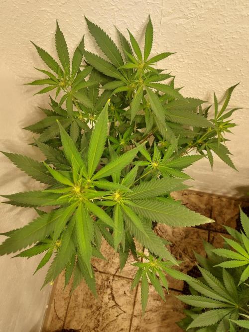 Mixed Hybrids. Week 6 - Gasserole