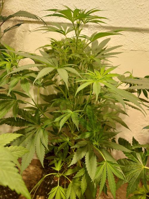 Mixed Hybrids. Week 6 - Motivation