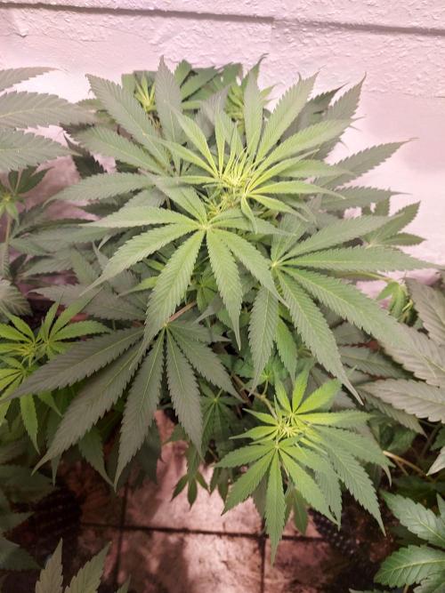 Mixed Hybrids. Week 6 - Motivation