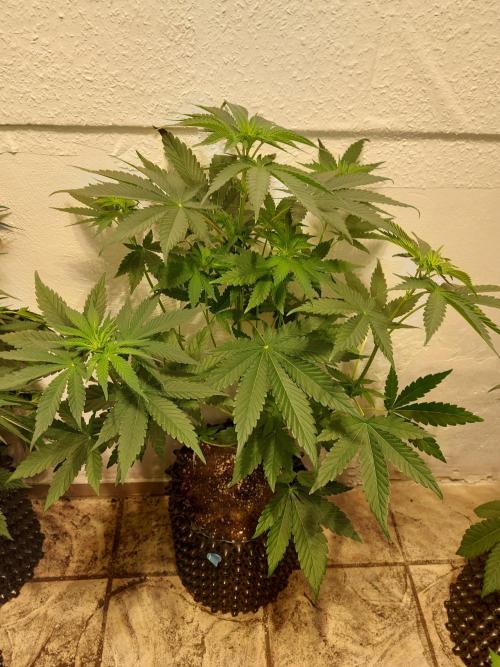 Mixed Hybrids. Week 6 - Shinigami