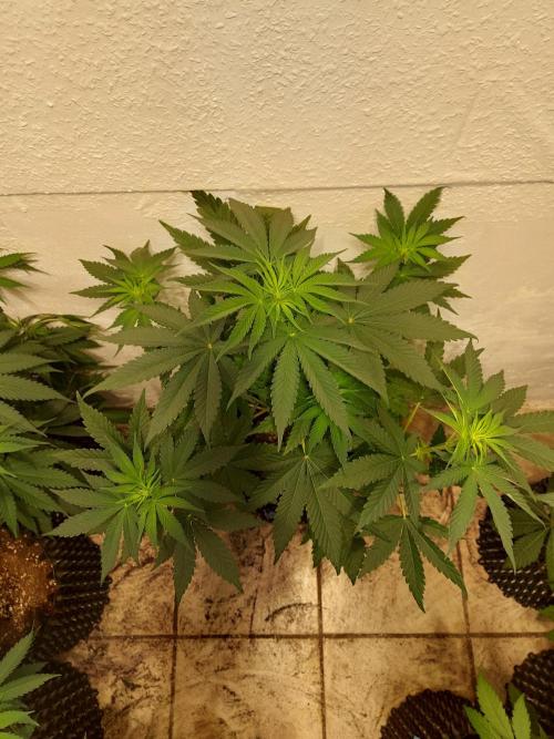 Mixed Hybrids. Week 6 - Shinigami