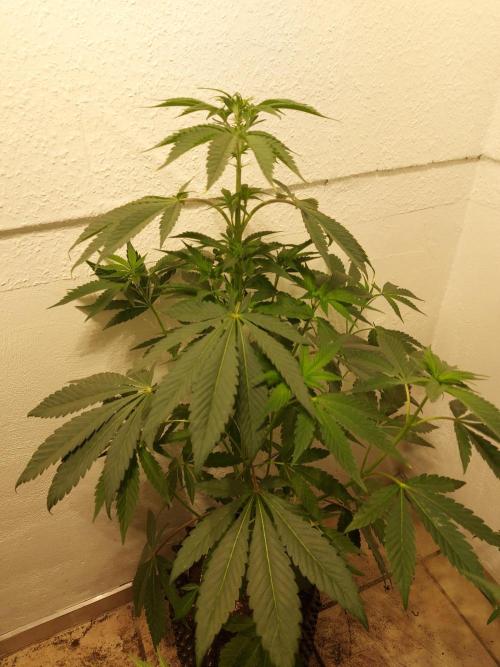 Gas & Funk. Week 6 - Black Belts