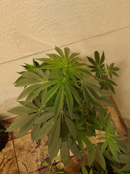 Gas & Funk. Week 6 - Black Belts