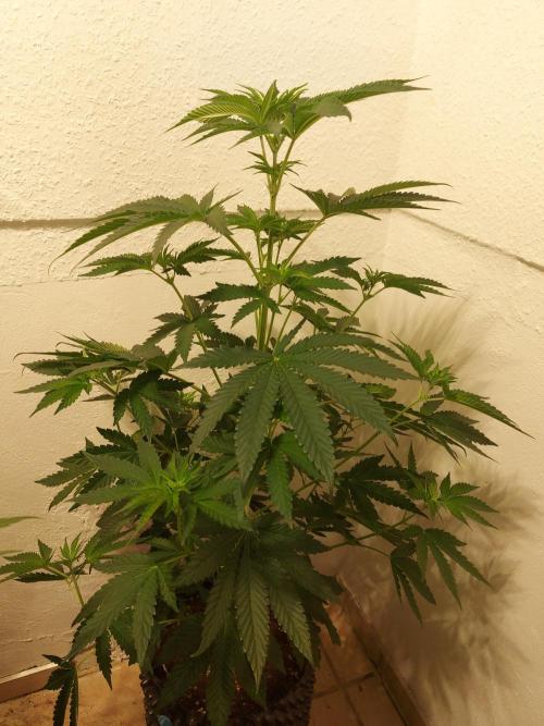 Gas & Funk. Week 6 - Presidential Pardon