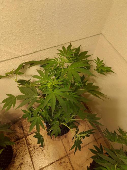 Gas & Funk. Week 6 - Sherbdog