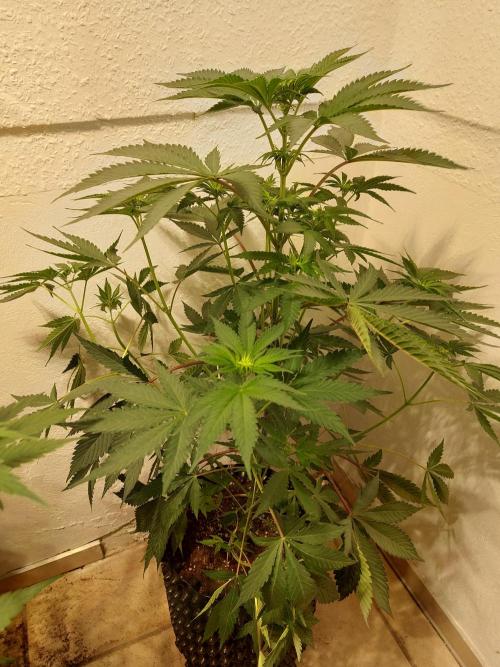 Gas & Funk. Week 6 - Terpgasm