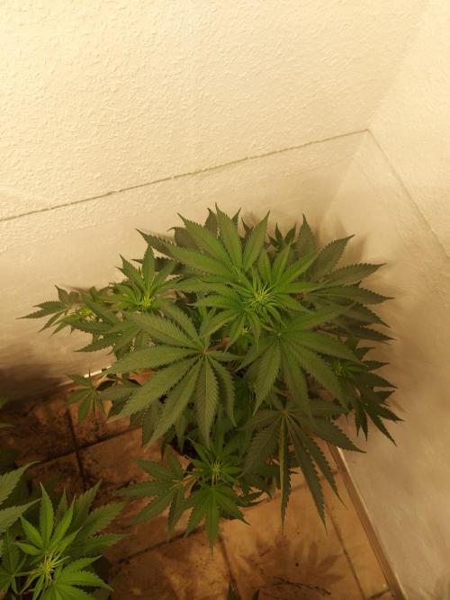 Gas & Funk. Week 6 - Terpgasm