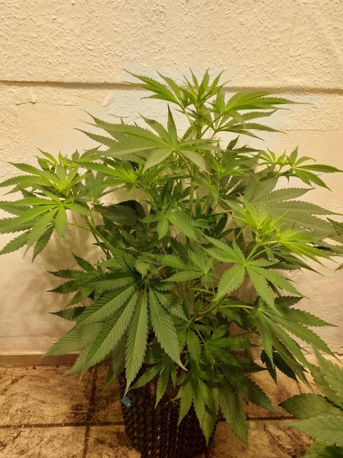 Desert & Candy. Week 6 - Melonbow