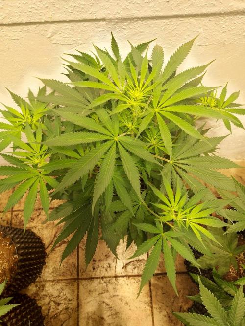 Desert & Candy. Week 6 - Melonbow