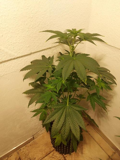 Desert & Candy. Week 6 - Pichu