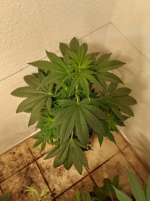 Desert & Candy. Week 6 - Pichu