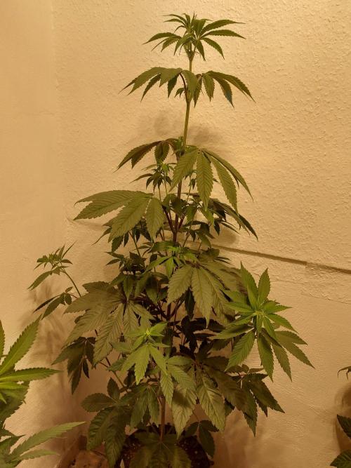 Desert & Candy. Week 6 - Space Station