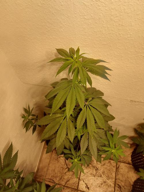 Desert & Candy. Week 6 - Space Station