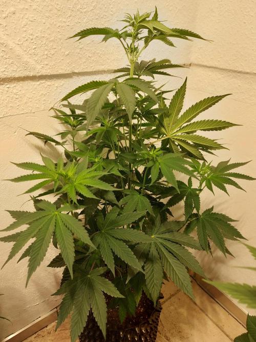 Desert & Candy. Week 6 - Super Drip