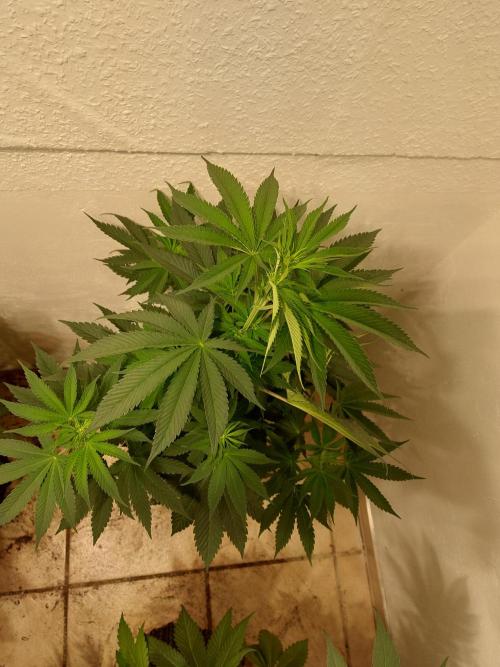 Desert & Candy. Week 6 - Super Drip