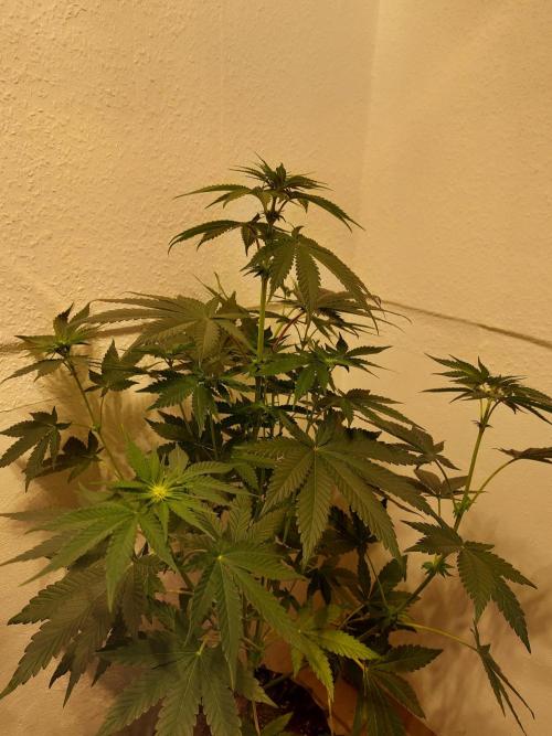 Desert & Candy. Week 7 - Melonbow - before